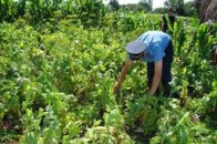 Пенсіонерка з Волині «погоріла» на наркотичному зіллі
