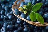 Волинські податківці ловитимуть тіньових заготівельників чорниці
