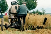 На Рівненщині кінь притягнув додому мертвого господаря