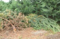 На Волині заради кар’єру вирубають понад 20 гектарів насаджень ФОТО