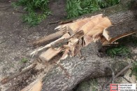 У Луцьку буря повалила дерево ФОТО