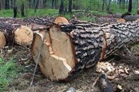 На Волині лісокрад роздарував дерева на 300 тисяч гривень