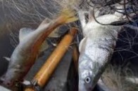 На Волині рибні браконьєри побили охоронця водойми