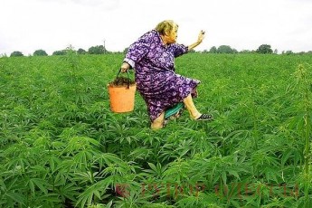 На Волині виявили плантацію маку та коноплі