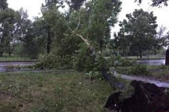 Ураган на Волині повалив дерева на відпочивальників, є постраждалі