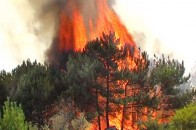 Через шкідливу звичку волинян потерпають ліси