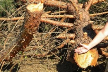 На Волині ліс біля кар’єрів знищують гектарами ФОТО