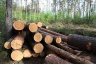 Волинянин нарубав дров на кримінал
