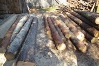 Як заробляють на вирубці волинських лісів