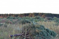 На Волині невідомі знищили молоді лісові насадження ФОТО