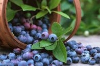 У волинському лісі обікрали збиральницю ягід