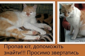 Лучанина оштрафували за оголошення про зниклого кота ДОКУМЕНТ