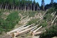 Волинським лісам нашкодили майже на 1,5 мільйона гривень