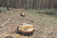 На Волині активізувалися лісокради
