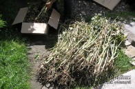 На Волині виявили плантації опіумних рослин ФОТО