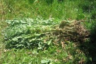 Двох бабусь з Волині можуть судити за вирощування наркотичних рослин