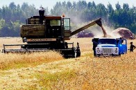 Росіяни взялися за збір урожаю на Донбасі