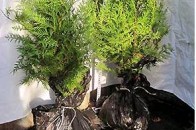 У Луцьку обікрали комунальне підприємство