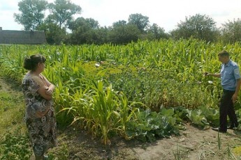 Міліція «підчистила» мак у волинян
