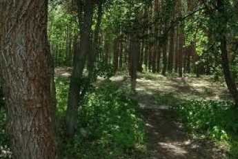 У Волиньраді припускають, що посаду головного лісівника вже купили