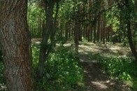 У Волиньраді припускають, що посаду головного лісівника вже купили