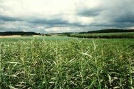 Визначили скільки волинської землі «віддадуть» для інвесторів