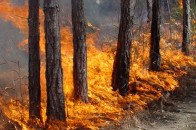 Волинським рятувальникам при гасінні лісних пожеж допомогатимуть священики