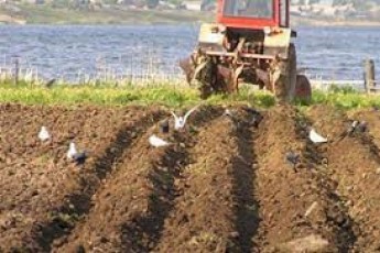Чому на Волині занепадає сільськогосподарський бізнес