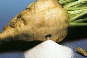 Волинські цукроварні розпочинають «солодкий» сезон