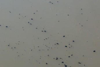 Поблизу Луцька у річку зливають «сіру» воду ФОТО