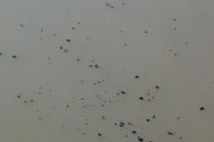 Поблизу Луцька у річку зливають «сіру» воду ФОТО