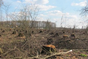 На Ковельщині міліціянти пасують перед лісокрадами?