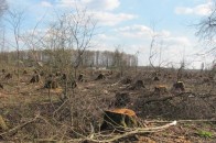 На Ковельщині міліціянти пасують перед лісокрадами?