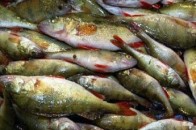 На Волині спіймали «рибних» браконьєрів