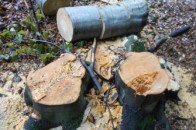 На Ягодині затримали контрабанду деревини