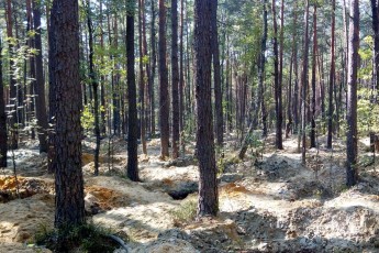 Клондайк на Волині: старателі оприлюднили розцінки на «сонячне каміння»