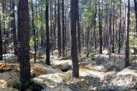 Клондайк на Волині: старателі оприлюднили розцінки на «сонячне каміння»
