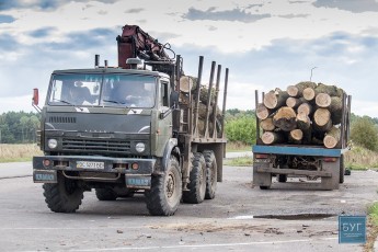 У волинських лісах здорові дуби ріжуть під маркуванням хворих дерев, - ЗМІ