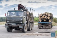 У волинських лісах здорові дуби ріжуть під маркуванням хворих дерев, - ЗМІ