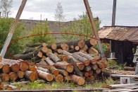 Викрадені у Ковелі дуби «знайшлися» на приватній фірмі, - ЗМІ