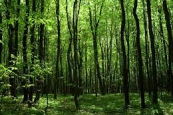 В лісосмузі на Волині знайшли труп 20-річної жінки