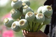 У волинянина вилучили макову соломку