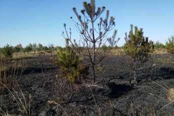Через недопалок на Волині вигоріло 2 гектари лісу. ФОТО