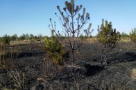 Через недопалок на Волині вигоріло 2 гектари лісу. ФОТО