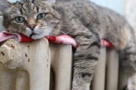 Вже п’ятий день лучани мерзнуть у власних домівках