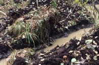 Волинські лісівники самотужки затримали бурштиношукачів. ОНОВЛЕНО