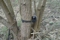 На Луганщині український боєць підірвався на невідомому пристрої