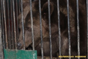 У Луцьку ліквідують ведмеже містечко