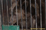У Луцьку ліквідують ведмеже містечко