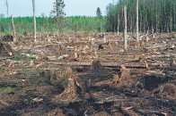 Волиняни нашкодили лісам майже на 2 мільйони гривень